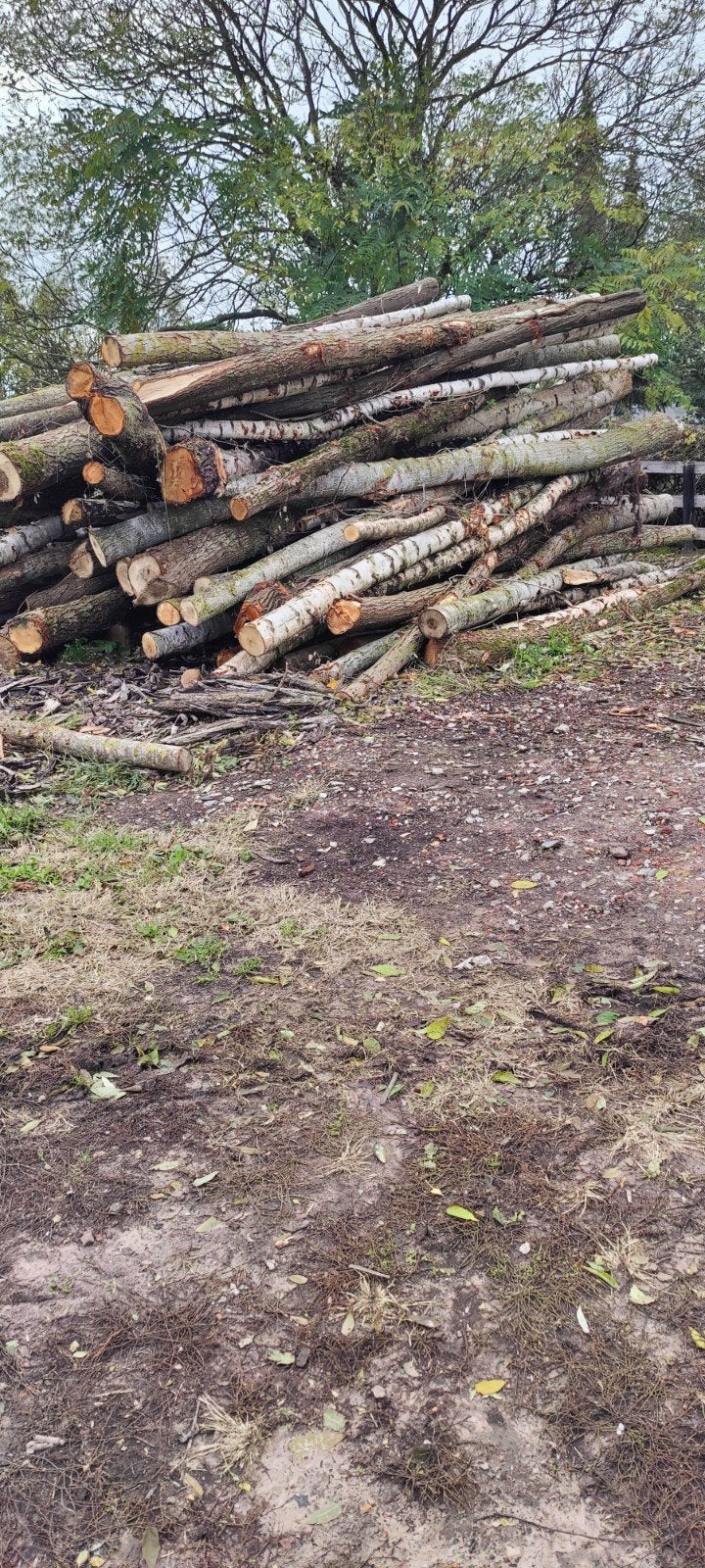 saule frais, inflammable l'hiver prochain., Jardin & Terrasse, Enlèvement ou Envoi, Bûches