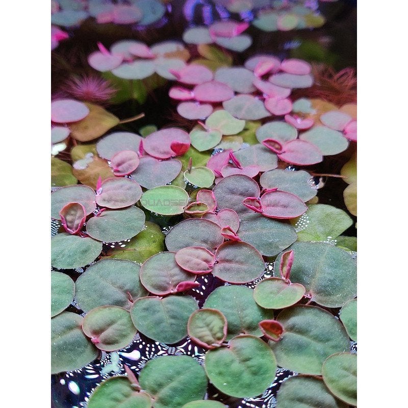 Phyllanthus Fluitans plante flottante aquarium, Enlèvement, Comme neuf, Plante(s), Pierre ou Bois, Autres marques