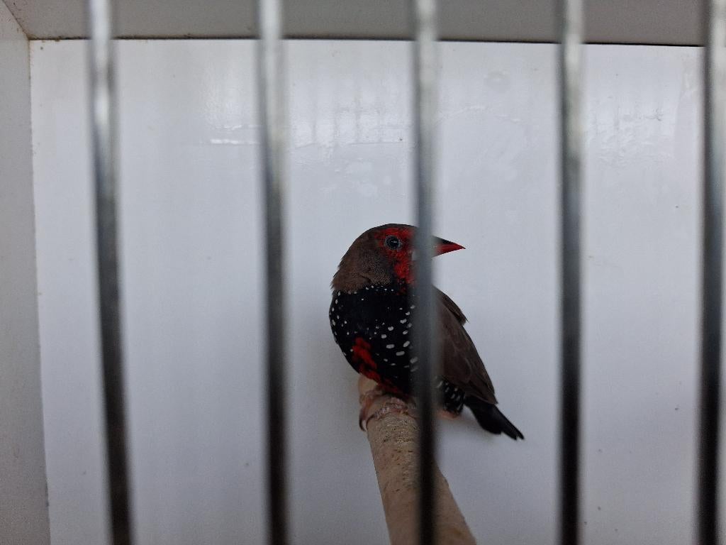 Emblema picta  (geschilderde astrilde), Dieren en Toebehoren, Mannelijk, Tropenvogel, Geringd