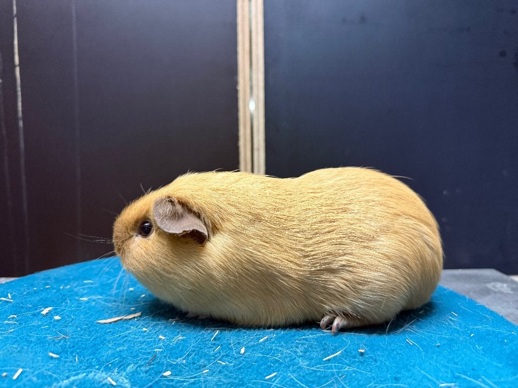 lieve cavia cali beertjes en zeugjes, Dieren en Toebehoren, Cavia, Meerdere dieren, Tam, September