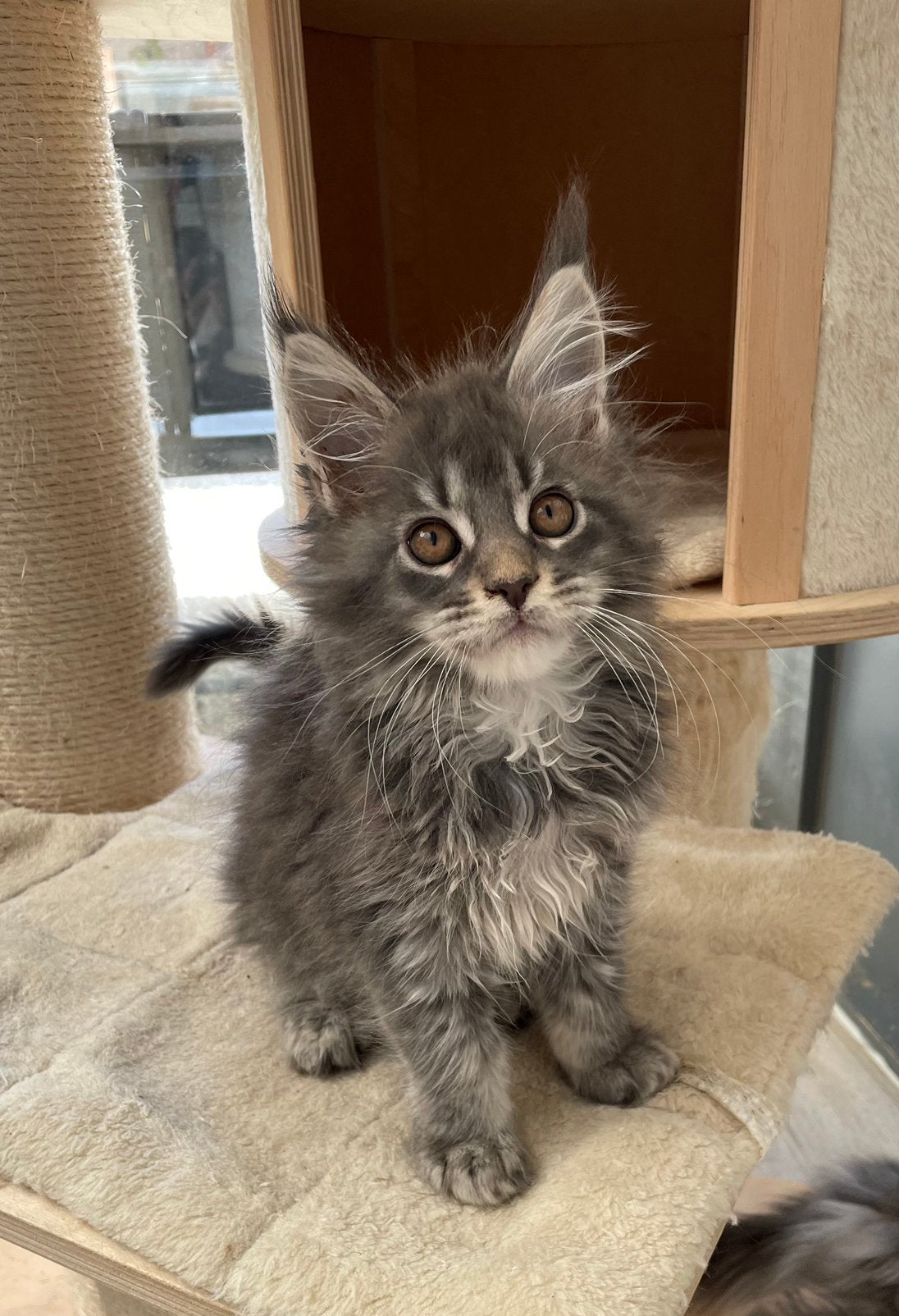 Maine coon kittens, Animaux & Accessoires, Plusieurs animaux, Avec pedigree, 0 à 2 ans