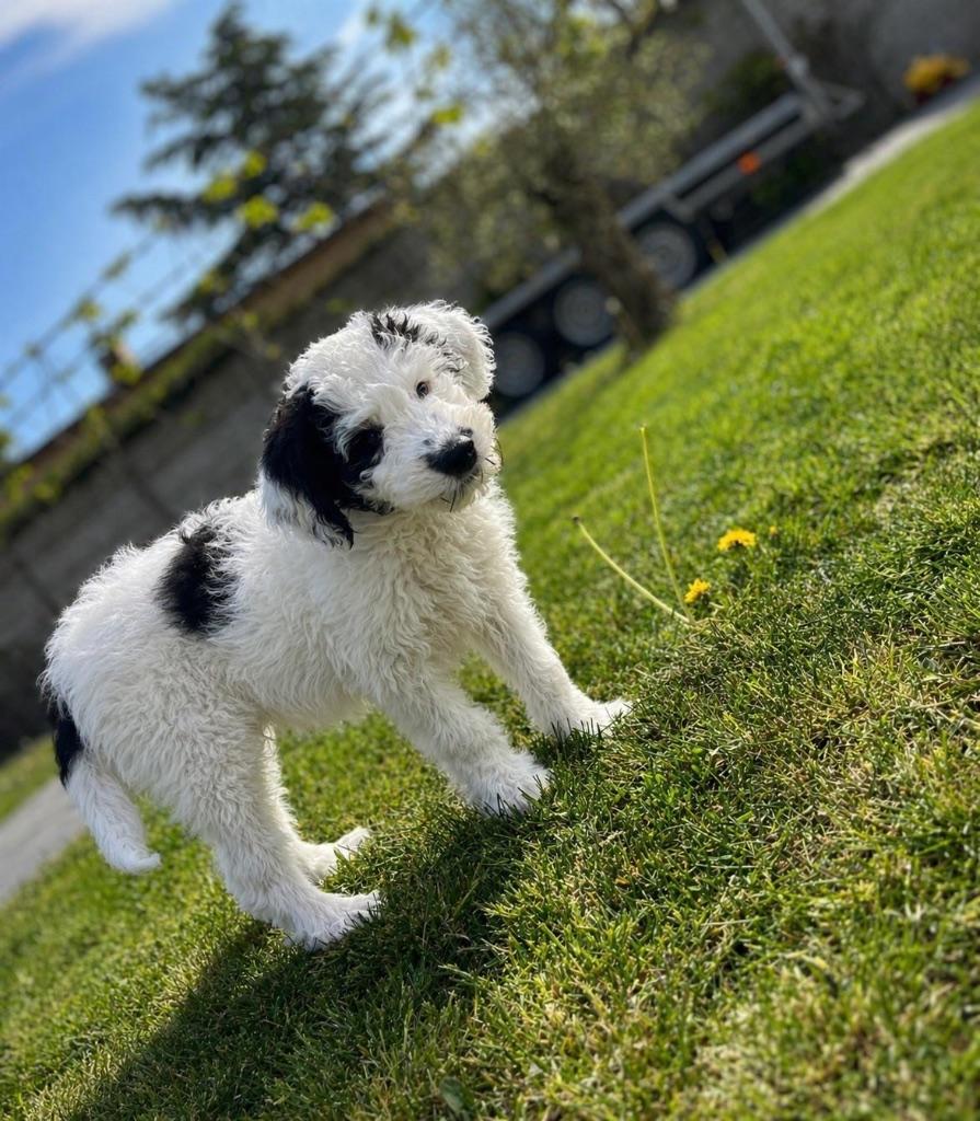 Leuke Bordoodle f1 wavy vacht ( border collie x poedel ), Parvo, België, 8 tot 15 weken, Collie