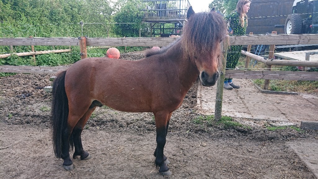 Raszuivere Falabella Hengst/ruin, Dieren en Toebehoren, Met stamboom, Hengst, A pony (tot 1.17m), Onbeleerd