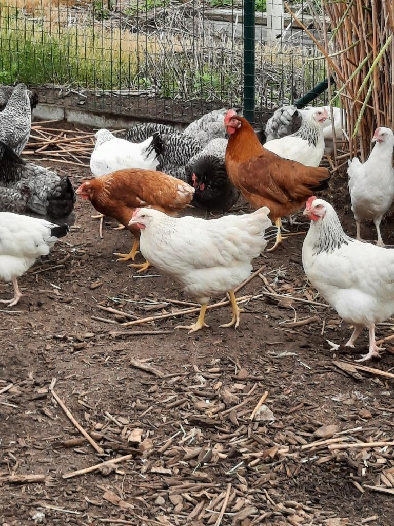 Legkippen, Dieren en Toebehoren, Meerdere dieren, Kip