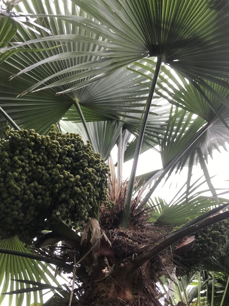 PALMZADEN Trachycarpus princeps x wagnerianus !, Tuin en Terras, Planten | Bomen, Volle zon, Ophalen of Verzenden, Lente, Minder dan 100 cm