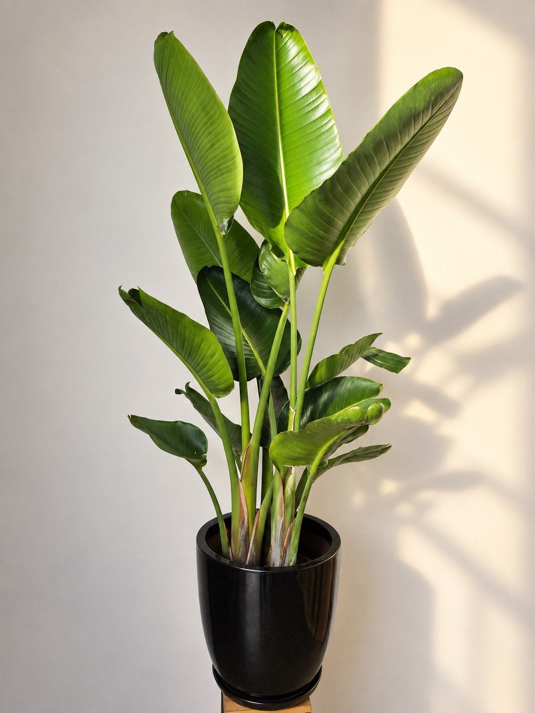 Kamerplant Strelitzia Augusta, Ophalen