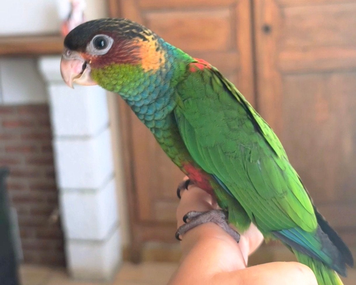 Conure Cruentata Tiriba EAM Tam