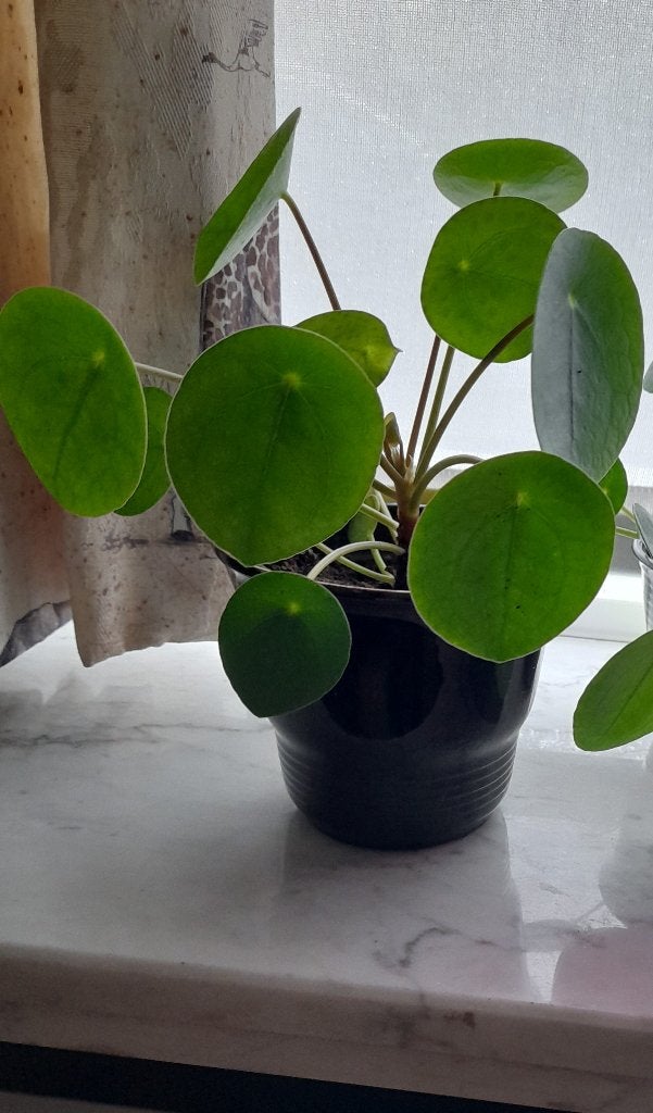 Pilea peperomioides  pannekoekplantje, Maison & Meubles, Plantes d'intérieur, Plante verte, Enlèvement, Autres espèces, Moins de 100 cm