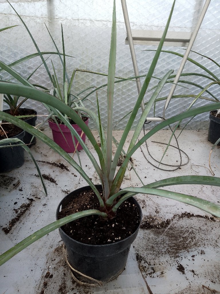 yucca  torreyi, Tuin en Terras, Ophalen