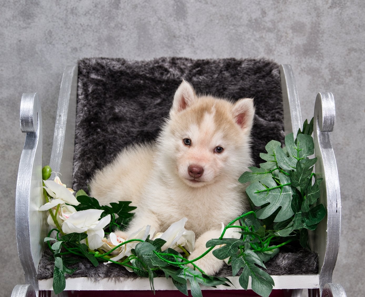 Husky Pup FCI Stamboom, België, Reu, CDV (hondenziekte), 8 tot 15 weken