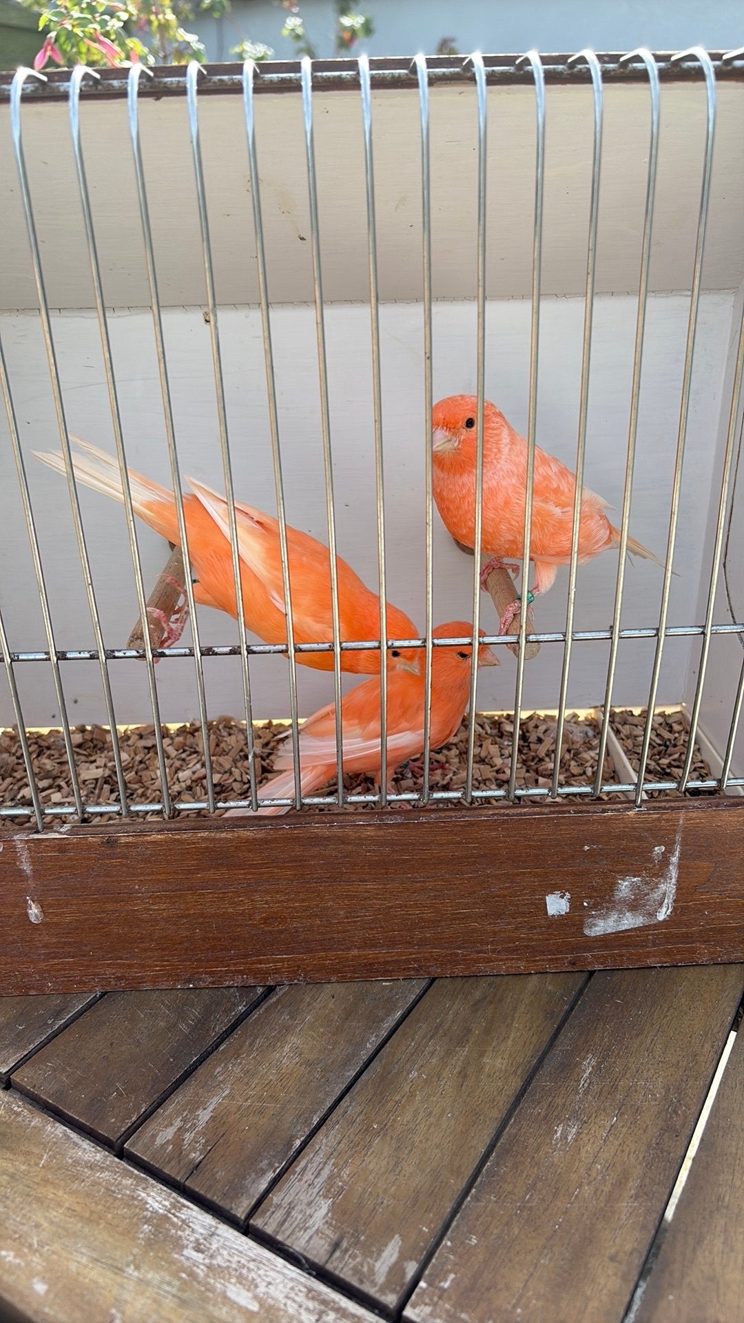 Canaris, Mâle