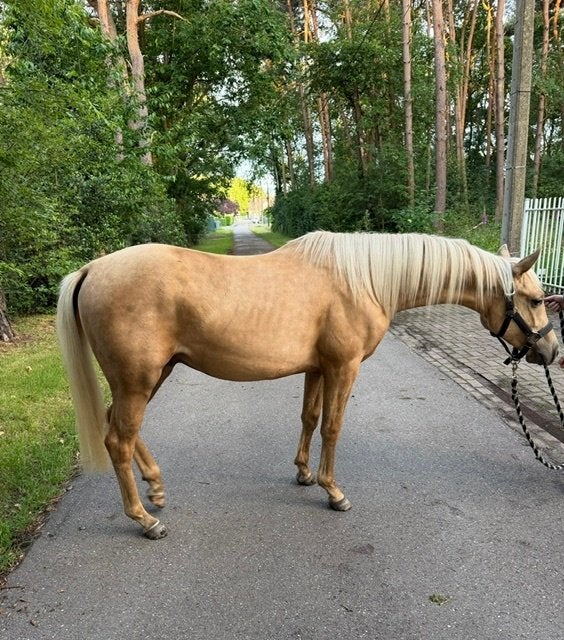 Bs walkerwhizzeltown, Dieren en Toebehoren, Paarden, Hengst, Niet van toepassing, Minder dan 160 cm, 0 tot 2 jaar, Westernpaard