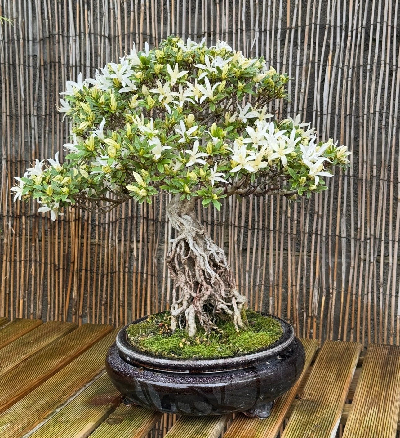 Zeer zeldzame azalea-bonsai - 32 jaar, Halfschaduw, Overige soorten, Lente, Minder dan 100 cm