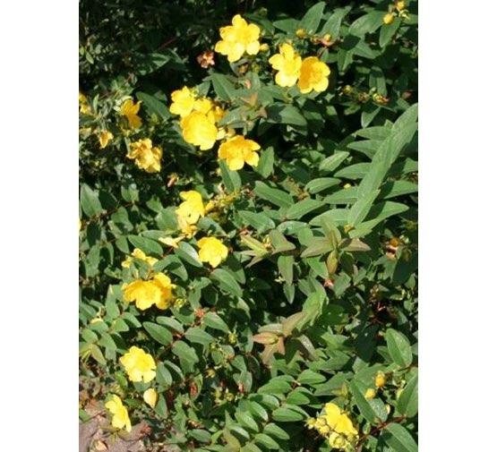 foin d'automne, fleurs jaunes, Enlèvement, Plante fixe, Mi-ombre, Été