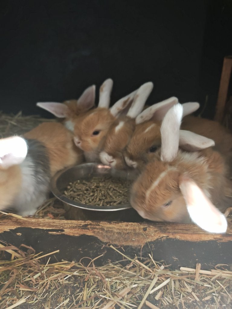 Nederlandse hangoortjes, Dieren en Toebehoren, 0 tot 2 jaar