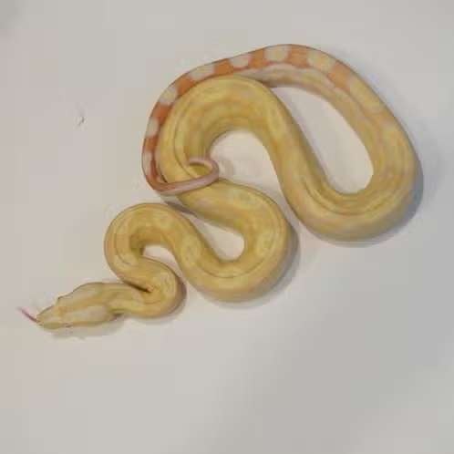 boa constrictor 'albino motley' vrouw., Dieren en Toebehoren, Slang, 0 tot 2 jaar