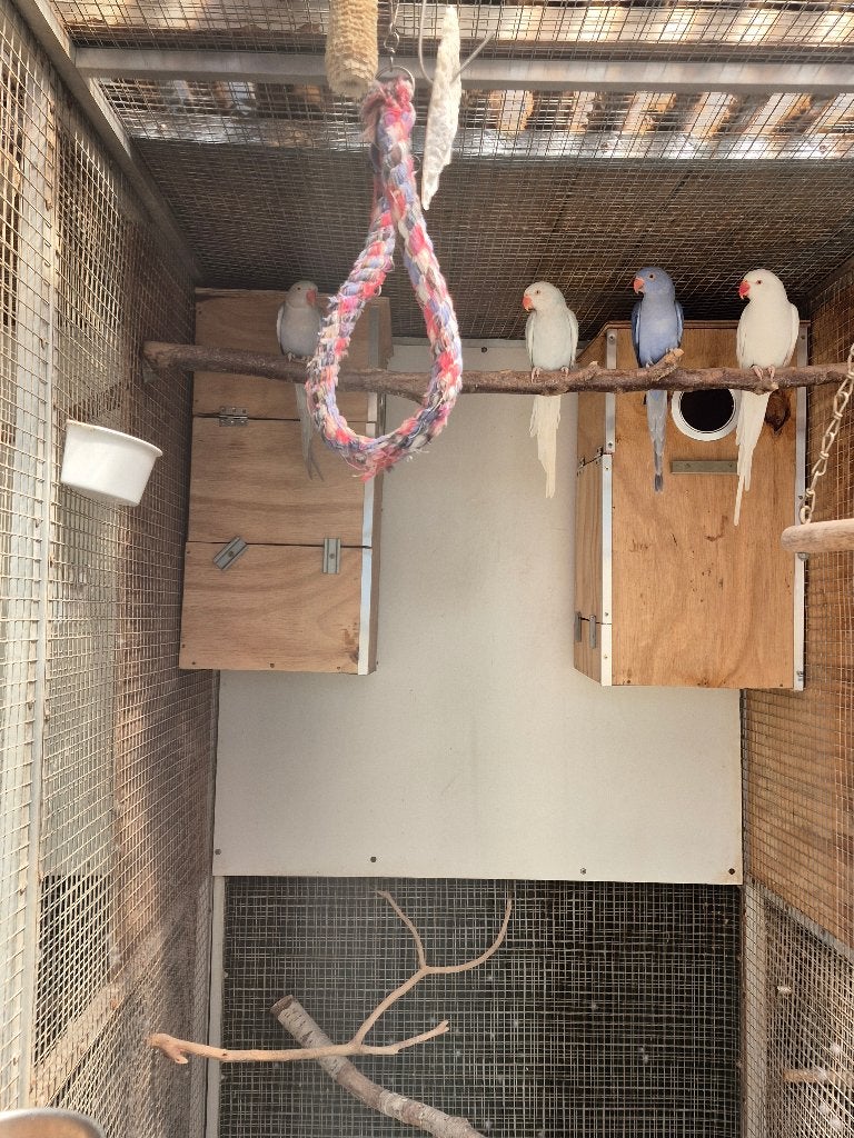 Halsbandparkieten, Dieren en Toebehoren, Geringd