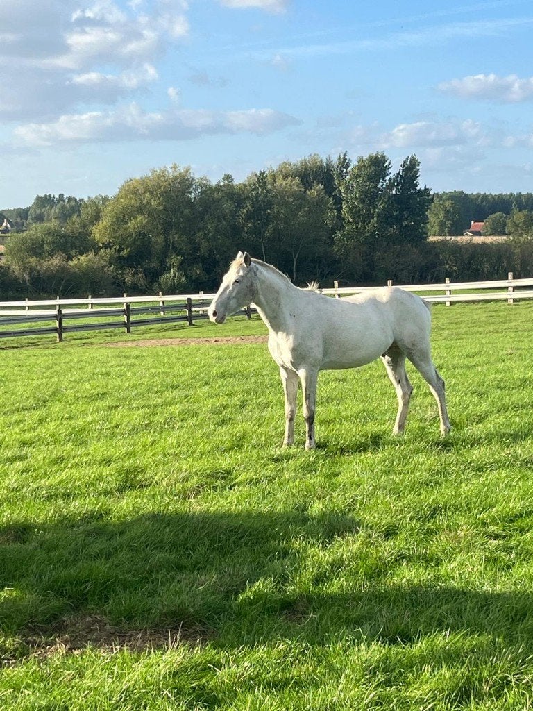 Dekhengst appaloosa, Dieren en Toebehoren, Hengst