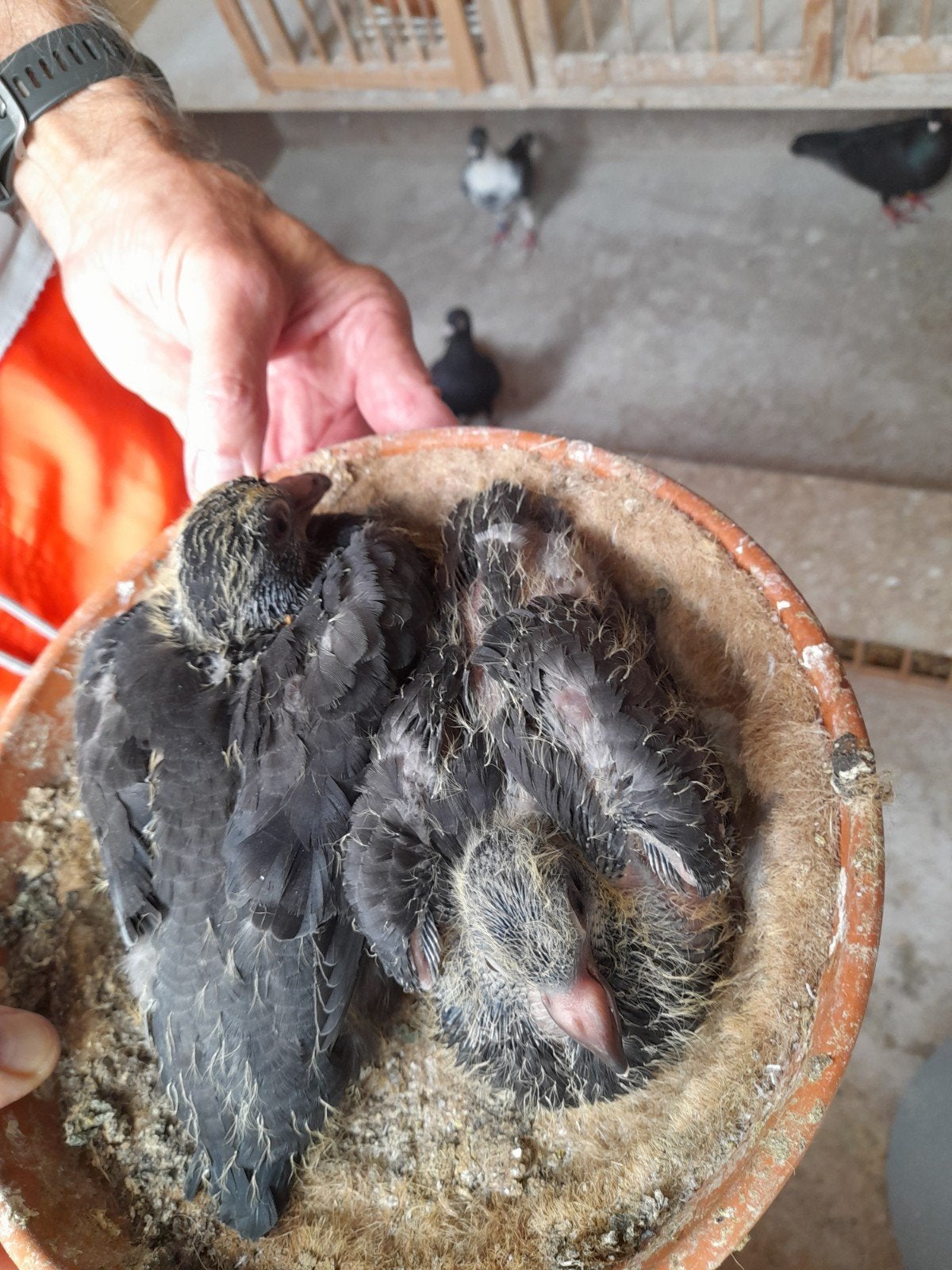Postduiven, Animaux & Accessoires, Oiseaux | Pigeons