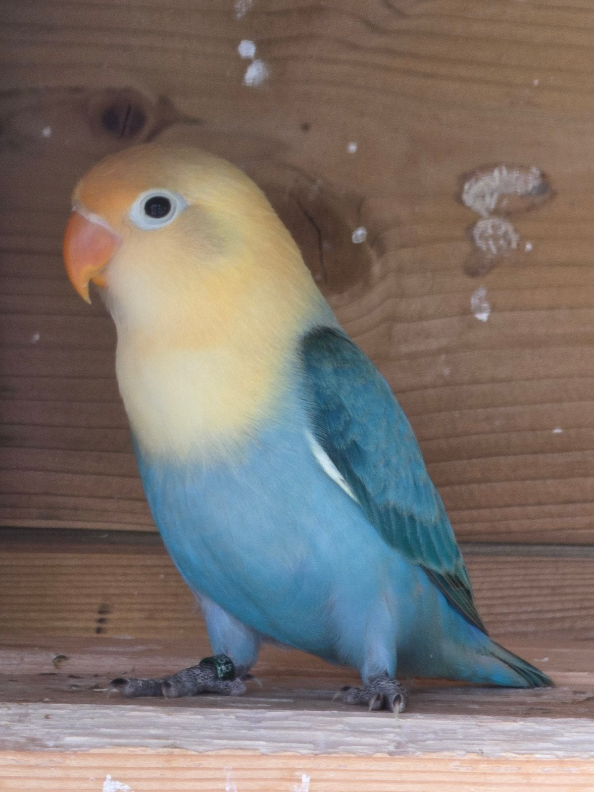 Agapornis fischeri turquoise opaline pop 2026, Dieren en Toebehoren, Vrouwelijk, Dwergpapegaai of Agapornis, Geringd