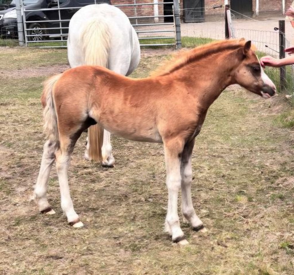 **Schitterend en zeer mak voskleurig Welsh A hengstveulen**, Met stamboom, 0 tot 2 jaar, Hengst, B pony (1.17m tot 1.27m)