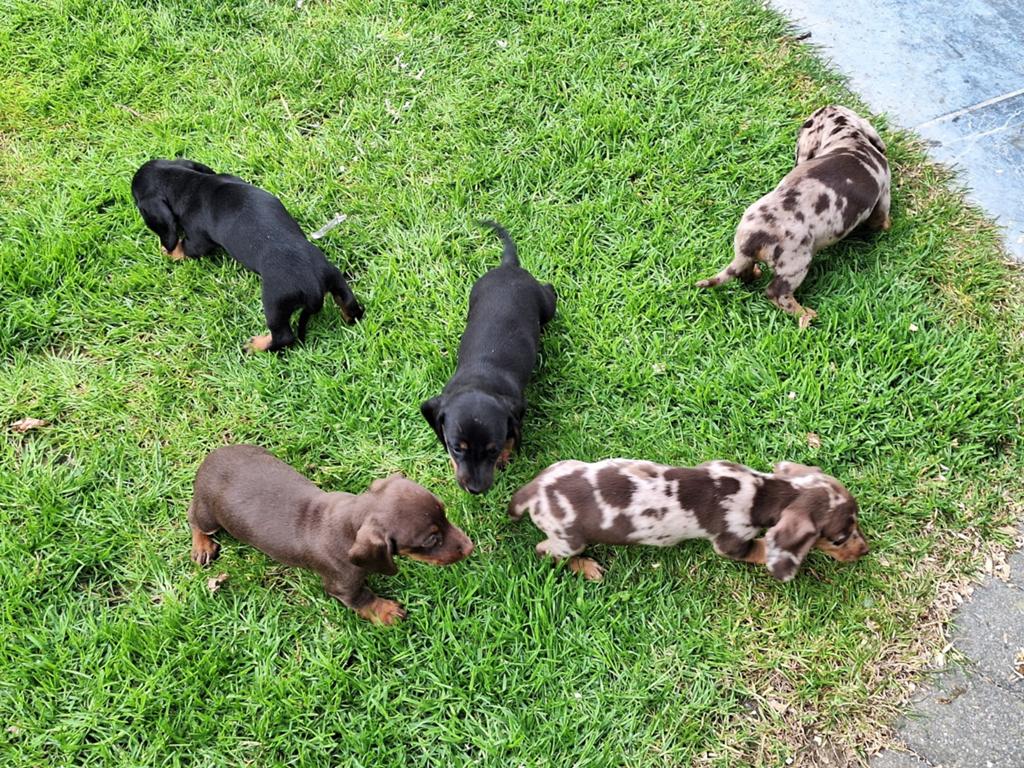 Teckel puppy's, Dieren en Toebehoren, Honden | Teckels en Dashonden, Korthaar, Dwerg, Fokker | Professioneel, Meerdere, België