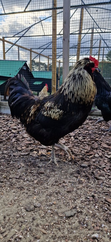 Haan, Dieren en Toebehoren, Mannelijk