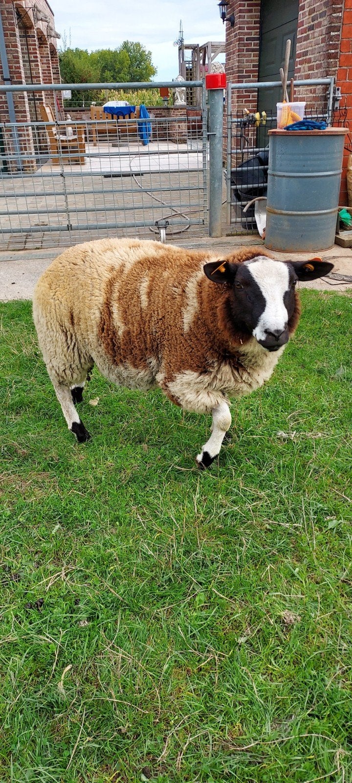 Baggerbonte bok, Mannelijk, Schaap, 0 tot 2 jaar