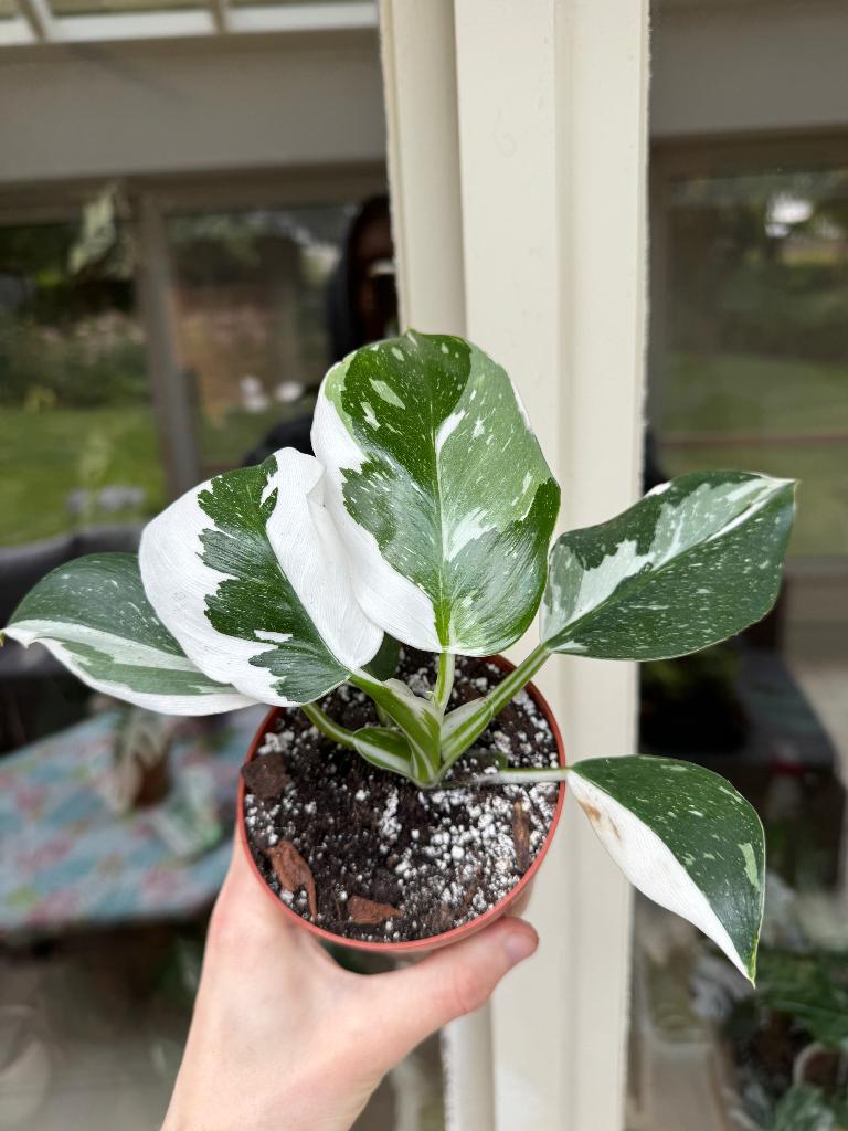 Philodendron ‘White Wizard’, Huis en Inrichting, Kamerplanten, Ophalen, 200 cm of meer, Overige soorten, Halfschaduw