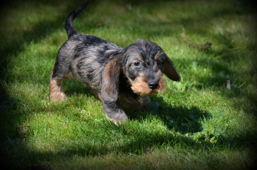 Ruwharige Teckel pups, Dieren en Toebehoren, Honden | Teckels en Dashonden, Meerdere dieren, Ruwhaar, Fokker | Professioneel, Meerdere