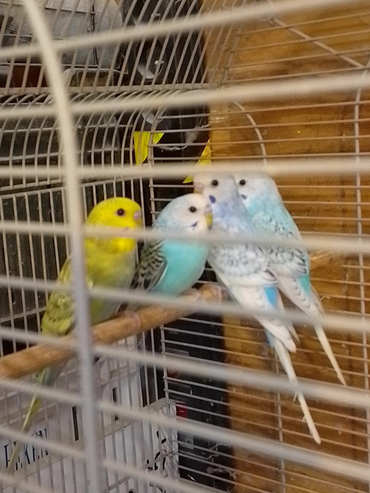 PERRUCHES EN HERBE DE DIFFÉRENTES COULEURS, AVEC OU SANS CAG, Animaux & Accessoires, Plusieurs animaux, Perruche, Domestique