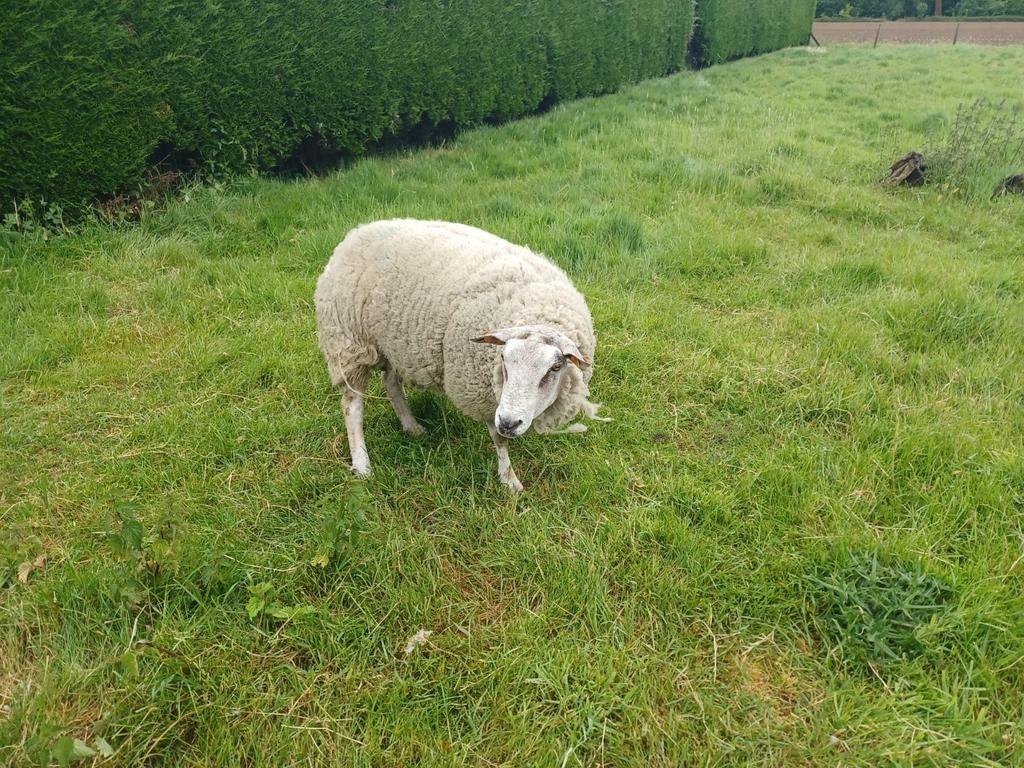 Des moutons pour la fête du sacrifice, Mâle, Mouton, 3 à 5 ans