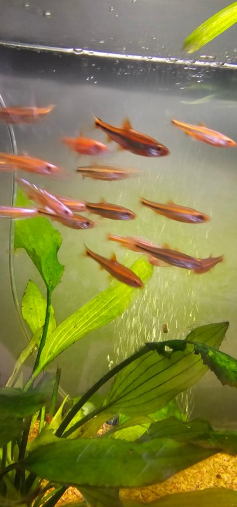Notropis chrosomus