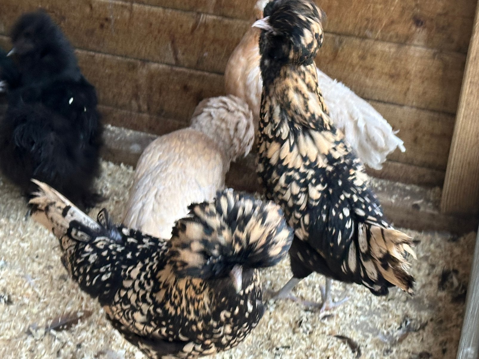 Padua verschillende kleuren, Animaux & Accessoires, Volatiles