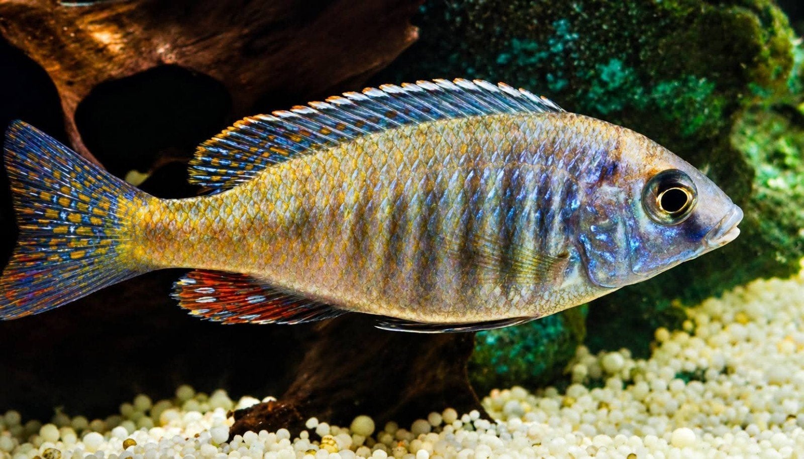 Aulonacara Eureka 5 cm Foto 1 beginnen op kleur te komen., Poisson, Poisson d'eau douce