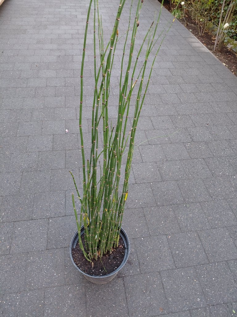 Equisetum Japonicum met korting, Tuin en Terras, Ophalen