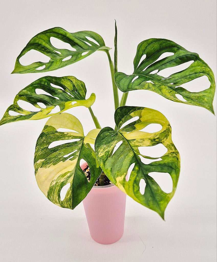 Alocasia, Philodendron, Scindapsus, mostera, ...., Verzenden