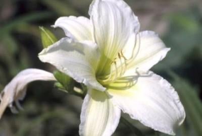 Hemerocallis Light the Way, Enlèvement