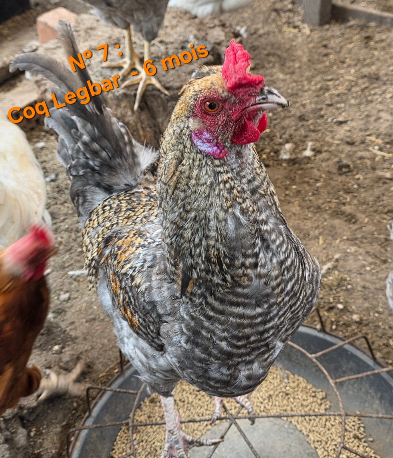Jeune Coq Legbar (6 mois), Mâle, Poule ou poulet