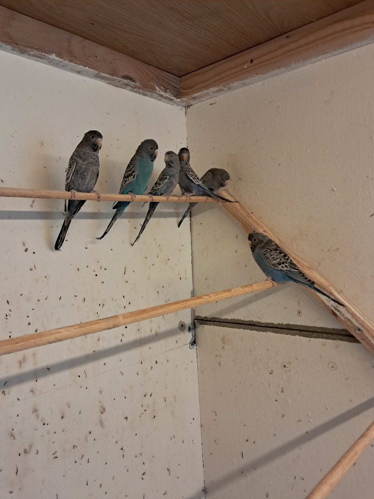 grasparkieten blackface, Animaux & Accessoires, Oiseaux | Perruches & Perroquets