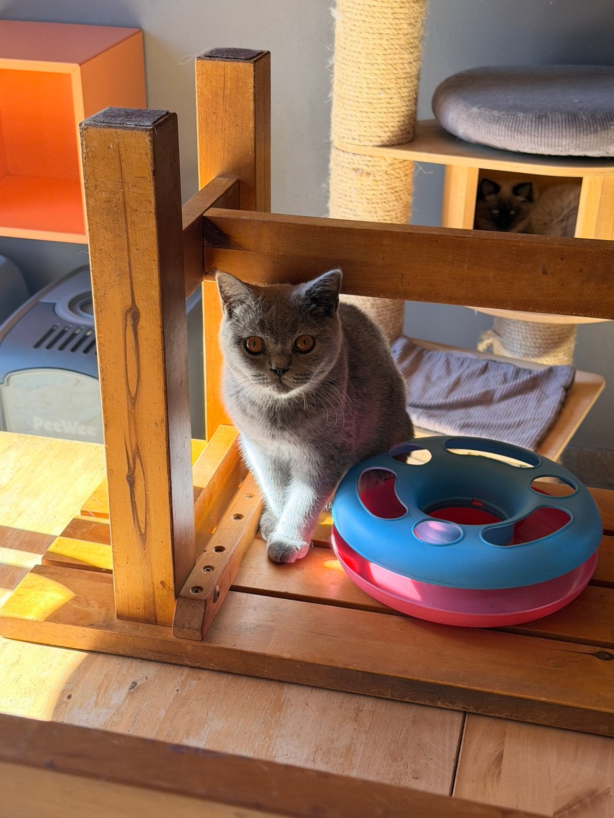 Brits korthaar, Animaux & Accessoires, Chatte ou Chat, Avec puce électronique, 0 à 2 ans