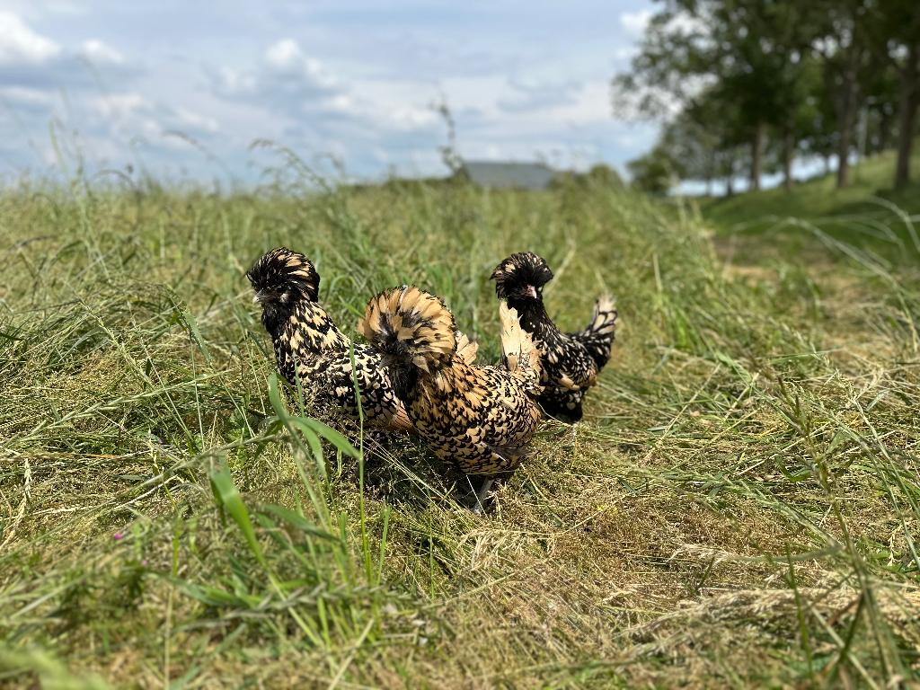 Padua kriel kippen citroen zwart gezoomd gesekst en ingeënt, Dieren en Toebehoren, Vrouwelijk, Kip