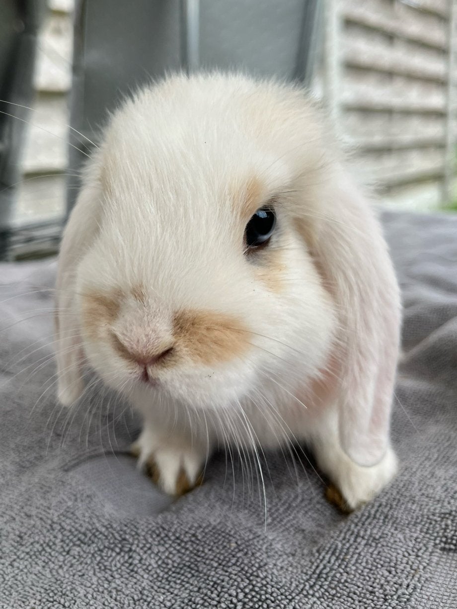GRATIS Nederlandse Hangoorkonijnen te koop, Animaux & Accessoires, Lapins, Taille moyenne, Mâle, 0 à 2 ans, Oreilles tombantes