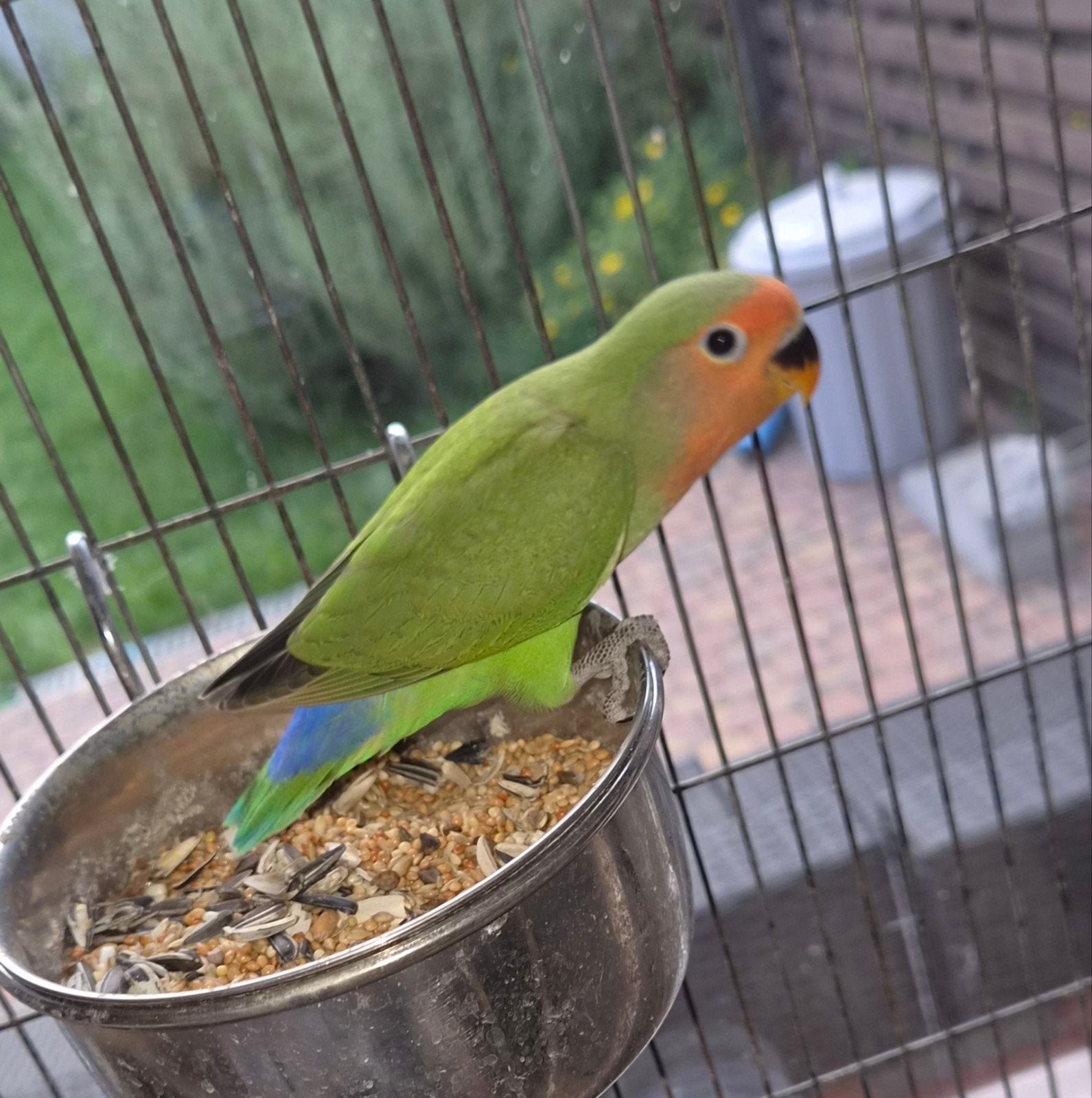 agapornis roseicollis, Animaux & Accessoires, Oiseaux | Perruches & Perroquets, Sexe inconnu, Perroquet nain ou Inséparable