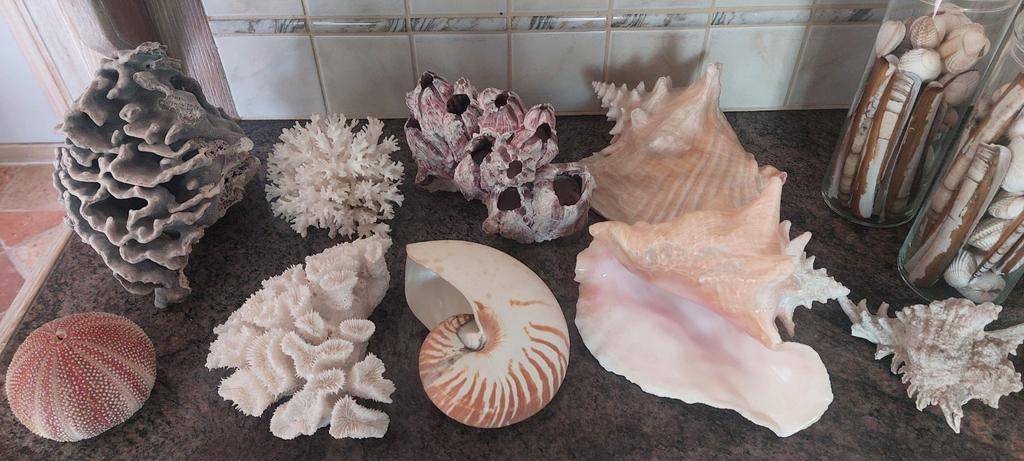 Schelpen en koralen, Verzamelen, Ophalen, Schelp(en)