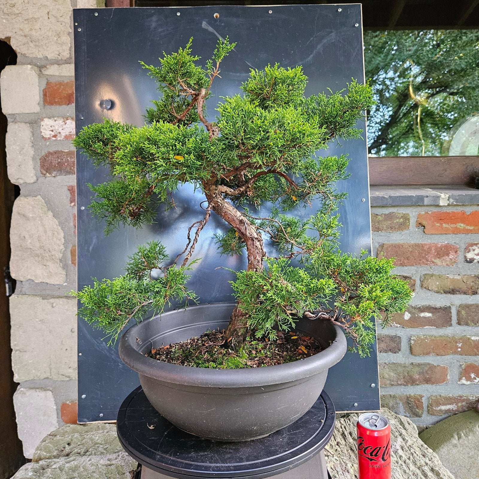 Juniperus 'Kishu' Bonsai., Ophalen