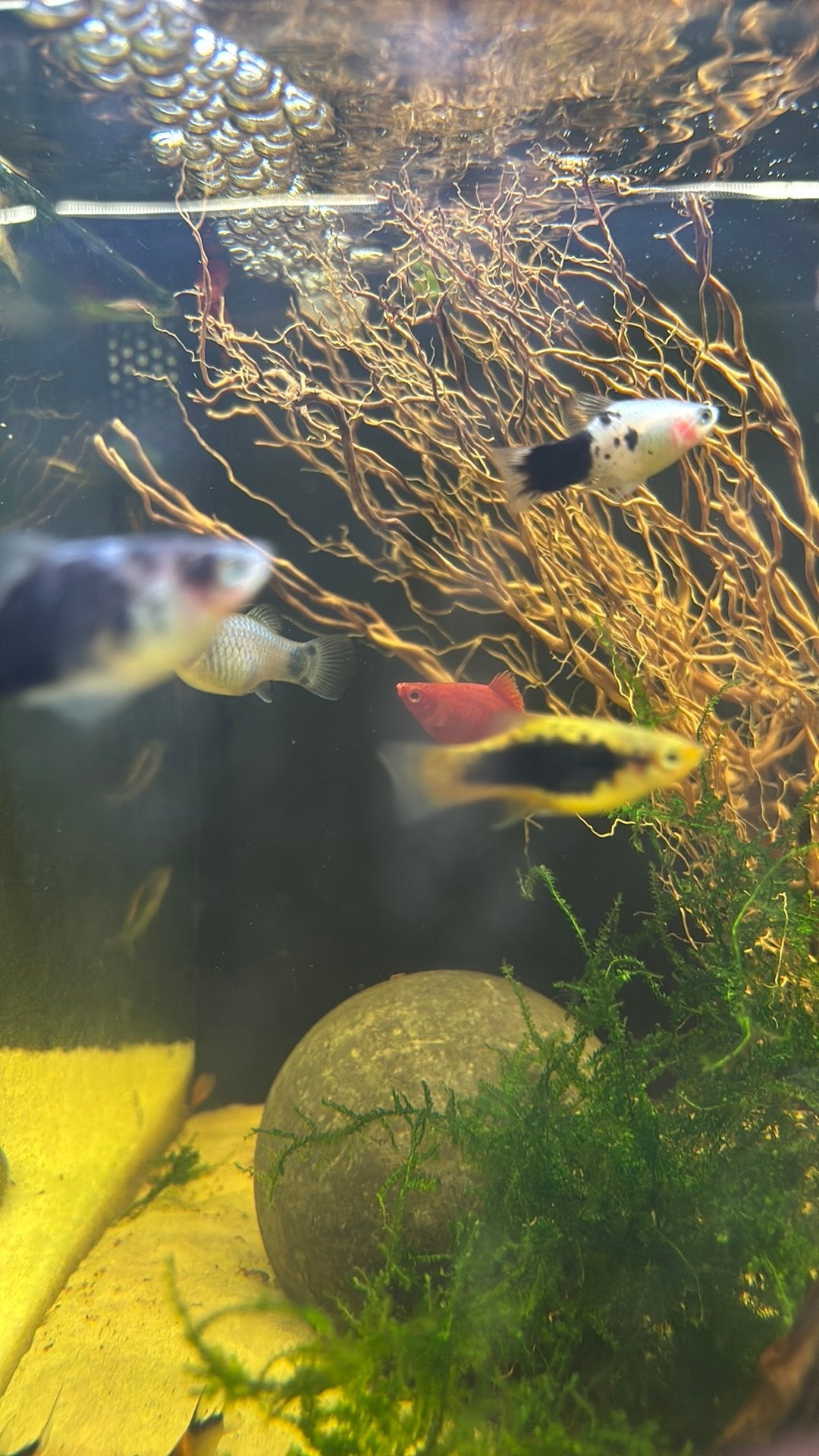 Platy mix van kleuren, Dieren en Toebehoren, Vis, Zoetwatervis