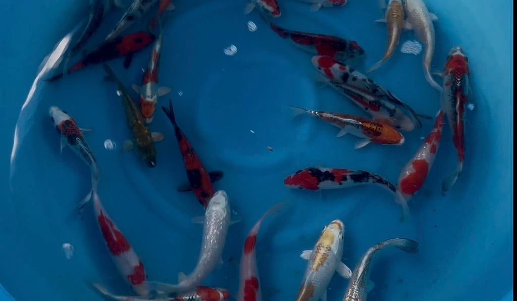 Tosai Hirasawa 15-20cm, Dieren en Toebehoren, Vissen | Vijvervissen, Karper of Koi