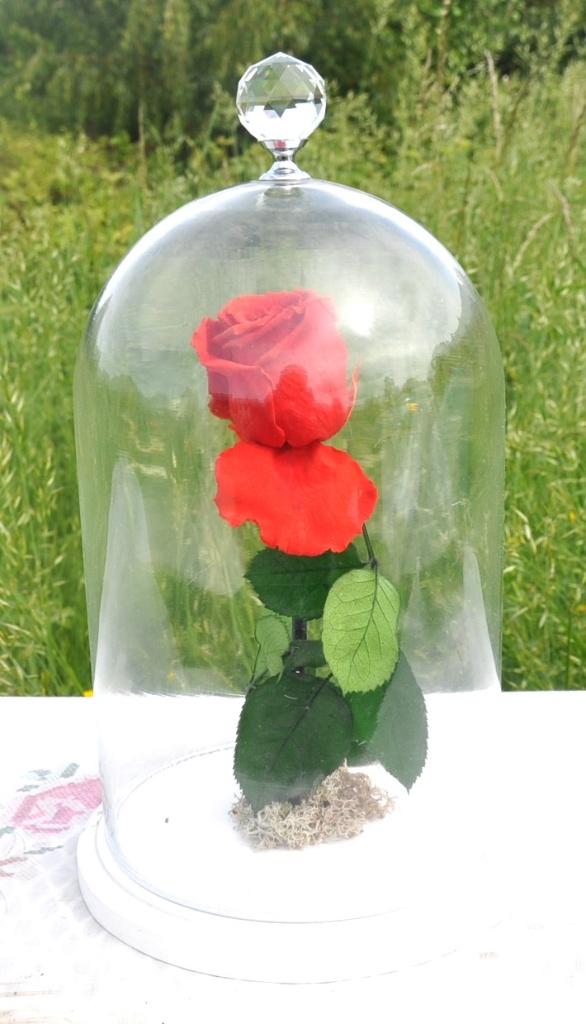rose  sous cloche en verre avec socle en bois, Meerkleurig, Overige stijlen, Ophalen of Verzenden, Zo goed als nieuw