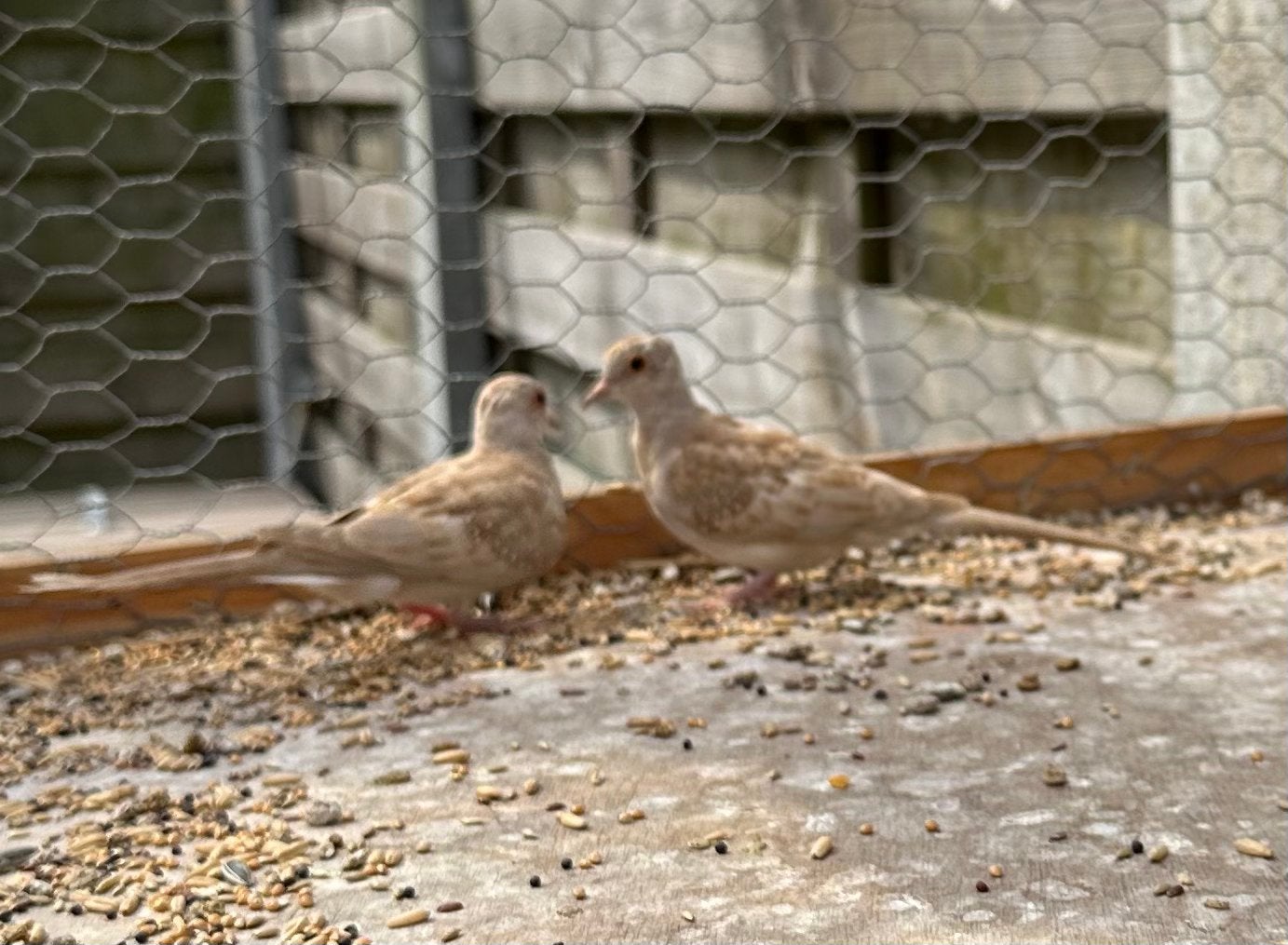 2 jonge diamantduifjes te koop